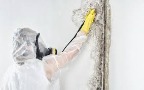 Mold Removal for HVAC Installations in Morristown, IN